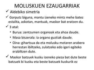 MOLUSKUEN EZAUGARRIAK
 Aldebiko simetria
 Gorputz biguna, mantu izeneko mintz mehe batez
 estalita, askotan, mantuak, maskor bat eratzen du.
 3 atal:
  • Burua: zentzumen organoak eta ahoa daude.
  • Masa biszerala: ia organo guztiak daude.
  • Oina: gihartsua da eta molusku motaren arabera
    herrestan ibiltzeko, zulatzeko edo igeri egiteko
    erabiltzen dute.
 Maskor batzuek kusku izeneko pieza bat dute beste
 batzuek bi kusku eta beste batzuek kuskurik ez
 