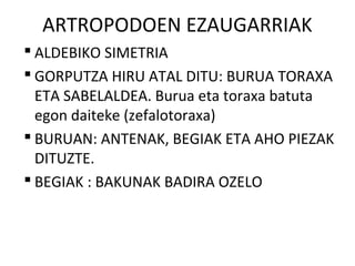 ARTROPODOEN EZAUGARRIAK
 ALDEBIKO SIMETRIA
 GORPUTZA HIRU ATAL DITU: BURUA TORAXA
  ETA SABELALDEA. Burua eta toraxa batuta
  egon daiteke (zefalotoraxa)
 BURUAN: ANTENAK, BEGIAK ETA AHO PIEZAK
  DITUZTE.
 BEGIAK : BAKUNAK BADIRA OZELO
 