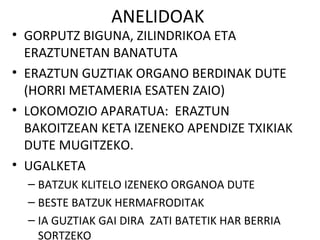 ANELIDOAK
• GORPUTZ BIGUNA, ZILINDRIKOA ETA
  ERAZTUNETAN BANATUTA
• ERAZTUN GUZTIAK ORGANO BERDINAK DUTE
  (HORRI METAMERIA ESATEN ZAIO)
• LOKOMOZIO APARATUA: ERAZTUN
  BAKOITZEAN KETA IZENEKO APENDIZE TXIKIAK
  DUTE MUGITZEKO.
• UGALKETA
  – BATZUK KLITELO IZENEKO ORGANOA DUTE
  – BESTE BATZUK HERMAFRODITAK
  – IA GUZTIAK GAI DIRA ZATI BATETIK HAR BERRIA
    SORTZEKO
 