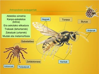 Artropodoen ezaugarriak
Sabelaldea
Toraxa
Burua
Hankak
Hegoak
Antenak
Zefalotoraxa
Kelizeroak Pedipalpoak
Aldebiko simetria
Kanpo-eskeletoa
(kitina)
Era askotako elikadura
Trakeak (lehortarrek)
Zakatzak (urtarrek)
Mudak eta metamorfosia
 
