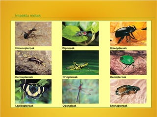 Intsektu motak
Himenopteroak
Dermapteroak
Lepidopteroak
Dipteroak
Ortopteroak
Koleopteroak
Hemipteroak
Odonatoak Sifonapteroak
 
