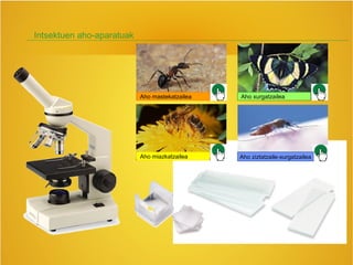 Intsektuen aho-aparatuak
Aho mastekatzailea
Aho miazkatzailea Aho ziztatzaile-xurgatzailea
Aho xurgatzailea
 