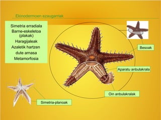 Ekinodermoen ezaugarriak
Simetria erradiala
Barne-eskeletoa
(plakak)
Haragijaleak
Azaletik hartzen
dute arnasa
Metamorfosia
Simetria-planoak
Aparatu anbulakrala
Oin anbulakralak
Besoak
 