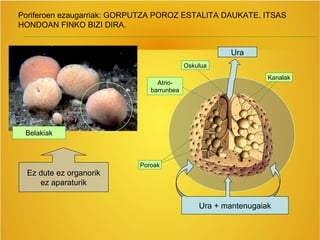 Poriferoen ezaugarriak: GORPUTZA POROZ ESTALITA DAUKATE. ITSAS
HONDOAN FINKO BIZI DIRA.
Belakiak
Poroak
Oskulua
Kanalak
Atrio-
barrunbea
Ez dute ez organorik
ez aparaturik
Ura + mantenugaiak
Ura
 