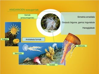 Marmoka
Polipoa Antolaketa formak
Koralak
Simetria erradiala
Gorputz biguna, garroz inguratuta
Haragijaleak
Garroak
(erresumingarriak)
KNIDARIOEN ezaugarriak:
Marmoka
 
