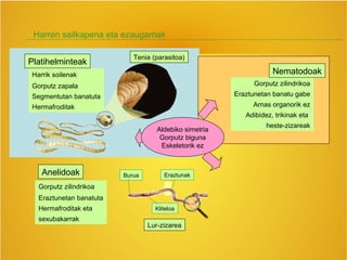 Harren sailkapena eta ezaugarriak
Harrik soilenak
Gorputz zapala
Segmentutan banatuta
Hermafroditak
Platihelminteak
Gorputz zilindrikoa
Eraztunetan banatu gabe
Arnas organorik ez
Adibidez, trikinak eta
heste-zizareak
Nematodoak
Gorputz zilindrikoa
Eraztunetan banatuta
Hermafroditak eta
sexubakarrak
Anelidoak
Tenia (parasitoa)
Aldebiko simetria
Gorputz biguna
Eskeletorik ez
Eraztunak
Kliteloa
Burua
Lur-zizarea
 