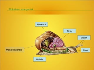 Moluskuen ezaugarriak
Maskorra
Masa biszerala
Urdaila
Birika
Begiak
Ahoa
 