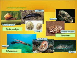Moluskuen sailkapena
Barraskilo arrunta
Barea
Lapa
Muskuilua
Erromes-maskorra
Zefalopodoak
Bibalbioak
Olagarroa
Txibia
Gasteropodoak
Nautiloideoa
 