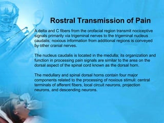 Rostral Transmission of Pain
A delta and C fibers from the orofacial region transmit nociceptive
signals primarily via tri...