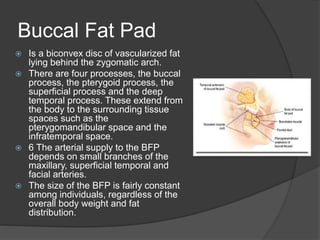 Buccal Fat Pad
 Is a biconvex disc of vascularized fat
lying behind the zygomatic arch.
 There are four processes, the buccal
process, the pterygoid process, the
superficial process and the deep
temporal process. These extend from
the body to the surrounding tissue
spaces such as the
pterygomandibular space and the
infratemporal space.
 6 The arterial supply to the BFP
depends on small branches of the
maxillary, superficial temporal and
facial arteries.
 The size of the BFP is fairly constant
among individuals, regardless of the
overall body weight and fat
distribution.
 