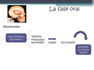 La fase oral
Masticación
CONCENTRICA
EXENTRICA

TEMPORAL
PTERIGOIDEO
MILOHIOIDEO

HIOIDES

MOV.CONCENT
MANDIBU
LA HACIA
ABAJO

 
