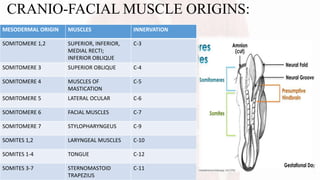 MESODERMAL ORIGIN MUSCLES INNERVATION
SOMITOMERE 1,2 SUPERIOR, INFERIOR,
MEDIAL RECTI;
INFERIOR OBLIQUE
C-3
SOMITOMERE 3 SUPERIOR OBLIQUE C-4
SOMITOMERE 4 MUSCLES OF
MASTICATION
C-5
SOMITOMERE 5 LATERAL OCULAR C-6
SOMITOMERE 6 FACIAL MUSCLES C-7
SOMITOMERE 7 STYLOPHARYNGEUS C-9
SOMITES 1,2 LARYNGEAL MUSCLES C-10
SOMITES 1-4 TONGUE C-12
SOMITES 3-7 STERNOMASTOID
TRAPEZIUS
C-11
CRANIO-FACIAL MUSCLE ORIGINS:
 