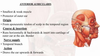 ANTERIOR AURICULARIS
• Smallest & weak muscle
• Protector of outer ear
Origin
• From aponeuratic tendon of scalp in the temporal region
Course & insertion
• Runs horizontally & backwards & insert into cartilage of
outer ear at the ant. Border
Nerve supply
• Temporal branch
Action
• Draws the ear upwards & forwards
 
