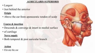 AURICULARIS SUPERIORIS
• Largest
• Just behind the anterior
Origin
• Above the ear from aponeuratic tendon of scalp
Course & insertion
• Descends & converge & insert to medial surface
• of cartilage
Nerve supply
• Both temporal & post auricular branch
Action
• Elevate the ear
 