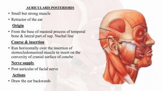 AURICULARIS POSTERIORIS
• Small but strong muscle
• Retractor of the ear
Origin
• From the base of mastoid process of temporal
bone & lateral part of sup. Nuchal line
Course & insertion
• Run horizontally over the insertion of
sternocledomastoid muscle to insert on the
convexity of cranial surface of conche
Nerve supply
• Post auricular of facial nerve
Actions
• Draw the ear backwards
 
