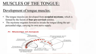 MUSCLES OF THE TONGUE:
• The tongue muscles are developed from occipital myotome, which is
formed by the fusion of four pre-cervical somites.
• The myotome migrates forward to invade the tongue along the epi-
pericardial ridge, carrying its own nerve supply.
Development of tongue muscles:
 