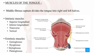 • MUSCLES OF THE TONGUE –
• Middle fibrous septum divides the tongue into right and left halves.
• Intrinsic muscles
• Superior longitudinal
• Inferior longitudinal
• Transverse
• Vertical
• Extrinsic muscles
• Genioglossus
• Hyoglossus
• Styloglossus
• Palatoglossus
 