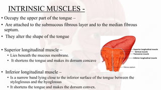 INTRINSIC MUSCLES -
• Occupy the upper part of the tongue –
• Are attached to the submucous fibrous layer and to the median fibrous
septum.
• They alter the shape of the tongue
• Superior longitudinal muscle –
• Lies beneath the mucous membrane.
• It shortens the tongue and makes its dorsum concave
• Inferior longitudinal muscle –
• Is a narrow band lying close to the inferior surface of the tongue between the
styloglossus and the hyoglossus
• It shortens the tongue and makes the dorsum convex.
 