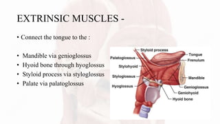 EXTRINSIC MUSCLES -
• Connect the tongue to the :
• Mandible via genioglossus
• Hyoid bone through hyoglossus
• Styloid process via styloglossus
• Palate via palatoglossus
 