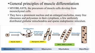 •General principles of muscle differentiation
• MYOBLASTS, the precursors of muscle cells develop from
mesenchymal cells.
• They have a prominent nucleus and an enlarged nucleolus, many free
ribosomes and polysomes in their cytoplasm, a few uniformly
distributed globular mitochondria and sparse endoplasmic reticulum.
 