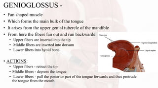 GENIOGLOSSUS -
• Fan shaped muscle
• Which forms the main bulk of the tongue
• It arises from the upper genial tubercle of the mandible
• From here the fibers fan out and run backwards
• Upper fibers are inserted into the tip
• Middle fibers are inserted into dorsum
• Lower fibers into hyoid bone.
• ACTIONS:
• Upper fibers - retract the tip
• Middle fibers - depress the tongue
• Lower fibers - pull the posterior part of the tongue forwards and thus protrude
the tongue from the mouth.
 