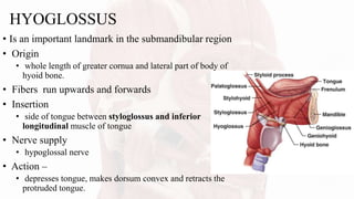 HYOGLOSSUS
• Is an important landmark in the submandibular region
• Origin
• whole length of greater cornua and lateral part of body of
hyoid bone.
• Fibers run upwards and forwards
• Insertion
• side of tongue between styloglossus and inferior
longitudinal muscle of tongue
• Nerve supply
• hypoglossal nerve
• Action –
• depresses tongue, makes dorsum convex and retracts the
protruded tongue.
 
