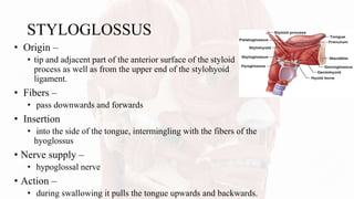 STYLOGLOSSUS
• Origin –
• tip and adjacent part of the anterior surface of the styloid
process as well as from the upper end of the stylohyoid
ligament.
• Fibers –
• pass downwards and forwards
• Insertion
• into the side of the tongue, intermingling with the fibers of the
hyoglossus
• Nerve supply –
• hypoglossal nerve
• Action –
• during swallowing it pulls the tongue upwards and backwards.
 