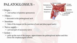 PALATOGLOSSUS -
• Origin –
• oral surface of palatine aponeurosis
• Fibers –
• descends in the palatoglossal arch
• Insertion-
• Side of the tongue (at the junction of oral and pharyngeal parts)
• Nerve supply –
• cervical part of accessory nerve
• Action –
• pulls up the root of the tongue, approximates the palatoglossal arches and thus
closes the oropharyngeal isthmus
 