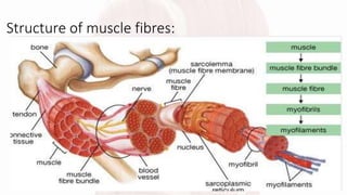 Structure of muscle fibres:
 