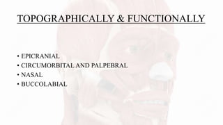 TOPOGRAPHICALLY & FUNCTIONALLY
• EPICRANIAL
• CIRCUMORBITAL AND PALPEBRAL
• NASAL
• BUCCOLABIAL
 