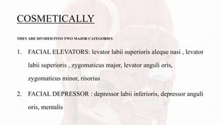 COSMETICALLY
THEY ARE DIVIDED INTO TWO MAJOR CATEGORIES
1. FACIAL ELEVATORS: levator labii superioris aleque nasi , levator
labii superioris , zygomaticus major, levator anguli oris,
zygomaticus minor, risorius
2. FACIAL DEPRESSOR : depressor labii inferioris, depressor anguli
oris, mentalis
 