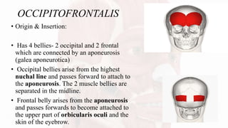OCCIPITOFRONTALIS
• Origin & Insertion:
• Has 4 bellies- 2 occipital and 2 frontal
which are connected by an aponeurosis
(galea aponeurotica)
• Occipital bellies arise from the highest
nuchal line and passes forward to attach to
the aponeurosis. The 2 muscle bellies are
separated in the midline.
• Frontal belly arises from the aponeurosis
and passes forwards to become attached to
the upper part of orbicularis oculi and the
skin of the eyebrow.
 