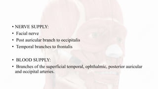 • NERVE SUPPLY:
• Facial nerve
• Post auricular branch to occipitalis
• Temporal branches to frontalis
• BLOOD SUPPLY:
• Branches of the superficial temporal, ophthalmic, posterior auricular
and occipital arteries.
 