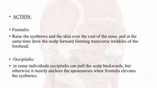 • ACTION:
• Frontalis:
• Raise the eyebrows and the skin over the root of the nose, and at the
same time draw the scalp forward forming transverse wrinkles of the
forehead.
• Occipitalis:
• in some individuals occipitalis can pull the scalp backwards, but
otherwise it merely anchors the aponeurosis when frontalis elevates
the eyebrows.
 