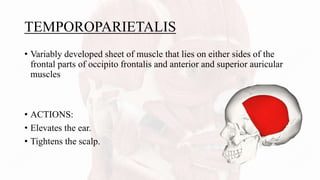 TEMPOROPARIETALIS
• Variably developed sheet of muscle that lies on either sides of the
frontal parts of occipito frontalis and anterior and superior auricular
muscles
• ACTIONS:
• Elevates the ear.
• Tightens the scalp.
 