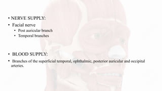 • NERVE SUPPLY:
• Facial nerve
• Post auricular branch
• Temporal branches
• BLOOD SUPPLY:
• Branches of the superficial temporal, ophthalmic, posterior auricular and occipital
arteries.
 