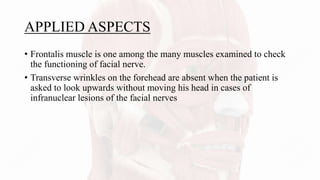• Frontalis muscle is one among the many muscles examined to check
the functioning of facial nerve.
• Transverse wrinkles on the forehead are absent when the patient is
asked to look upwards without moving his head in cases of
infranuclear lesions of the facial nerves
APPLIED ASPECTS
 