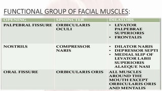FUNCTIONAL GROUP OF FACIAL MUSCLES:
 