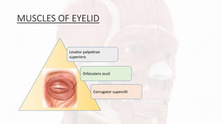 MUSCLES OF EYELID
Levator palpebrae
superioris
Corrugator supercilli
Orbicularis oculi
 