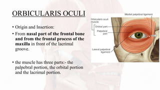 ORBICULARIS OCULI
• Origin and Insertion:
• From nasal part of the frontal bone
and from the frontal process of the
maxilla in front of the lacrimal
groove.
• the muscle has three parts:- the
palpebral portion, the orbital portion
and the lacrimal portion.
 