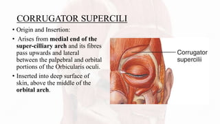 CORRUGATOR SUPERCILI
• Origin and Insertion:
• Arises from medial end of the
super-cilliary arch and its fibres
pass upwards and lateral
between the palpebral and orbital
portions of the Orbicularis oculi.
• Inserted into deep surface of
skin, above the middle of the
orbital arch.
 