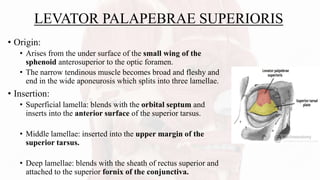 LEVATOR PALAPEBRAE SUPERIORIS
• Origin:
• Arises from the under surface of the small wing of the
sphenoid anterosuperior to the optic foramen.
• The narrow tendinous muscle becomes broad and fleshy and
end in the wide aponeurosis which splits into three lamellae.
• Insertion:
• Superficial lamella: blends with the orbital septum and
inserts into the anterior surface of the superior tarsus.
• Middle lamellae: inserted into the upper margin of the
superior tarsus.
• Deep lamellae: blends with the sheath of rectus superior and
attached to the superior fornix of the conjunctiva.
 
