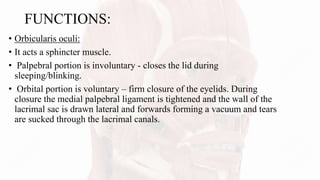 FUNCTIONS:
• Orbicularis oculi:
• It acts a sphincter muscle.
• Palpebral portion is involuntary - closes the lid during
sleeping/blinking.
• Orbital portion is voluntary – firm closure of the eyelids. During
closure the medial palpebral ligament is tightened and the wall of the
lacrimal sac is drawn lateral and forwards forming a vacuum and tears
are sucked through the lacrimal canals.
 