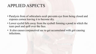 APPLIED ASPECTS
• Paralysis from of orbicularis oculi prevents eye from being closed and
exposes cornea leaving it to become dry.
• Lower eyelid falls away from the eyeball forming a pond in which the
tears pool and spill over the face.
• It also causes conjunctival sac to get accumulated with grit causing
infections.
 
