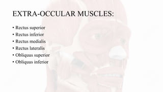 EXTRA-OCCULAR MUSCLES:
• Rectus superior
• Rectus inferior
• Rectus medialis
• Rectus lateralis
• Obliquus superior
• Obliquus inferior
 