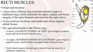 RECTI MUSCLES:
• Origin and insertion:
• Arises from a fibrous ring (common annular tendon or
tendinous ring) which surrounds the upper, medial, and lower
margins of the optic foramen and encircles the optic nerve.
• It also encloses the lower and medial part of the superior
orbital fissure.
• Two specialised parts of the fibrous ring :
• A lower, LIGAMENT/TENDON OF ZINN: gives origin to inferior
rectus and lower head of lateral rectus.
• An upper, SUPERIOR TENDON OF LOCKWOOD: gives origin to
superior rectus, medial rectus and upper head of lateral rectus.
• Each muscle passes forward and is inserted into the sclera by a
tendinous expansion.
 