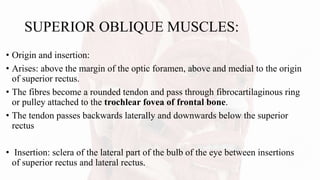 SUPERIOR OBLIQUE MUSCLES:
• Origin and insertion:
• Arises: above the margin of the optic foramen, above and medial to the origin
of superior rectus.
• The fibres become a rounded tendon and pass through fibrocartilaginous ring
or pulley attached to the trochlear fovea of frontal bone.
• The tendon passes backwards laterally and downwards below the superior
rectus
• Insertion: sclera of the lateral part of the bulb of the eye between insertions
of superior rectus and lateral rectus.
 