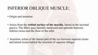 INFERIOR OBLIQUE MUSCLE:
• Origin and insertion:
• Arises from the orbital surface of the maxilla, lateral to the lacrimal
groove. The fibres pass laterally backward and upwards between
inferior rectus and the floor of the orbit
• Insertion: sclera of the lateral part of the eye between superior rectus
and lateral rectus behind the insertion of superior oblique
 