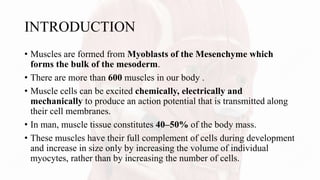 INTRODUCTION
• Muscles are formed from Myoblasts of the Mesenchyme which
forms the bulk of the mesoderm.
• There are more than 600 muscles in our body .
• Muscle cells can be excited chemically, electrically and
mechanically to produce an action potential that is transmitted along
their cell membranes.
• In man, muscle tissue constitutes 40–50% of the body mass.
• These muscles have their full complement of cells during development
and increase in size only by increasing the volume of individual
myocytes, rather than by increasing the number of cells.
 