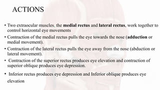 ACTIONS
• Two extraocular muscles, the medial rectus and lateral rectus, work together to
control horizontal eye movements
• Contraction of the medial rectus pulls the eye towards the nose (adduction or
medial movement).
• Contraction of the lateral rectus pulls the eye away from the nose (abduction or
lateral movement).
• Contraction of the superior rectus produces eye elevation and contraction of
superior oblique produces eye depression.
• Inferior rectus produces eye depression and Inferior oblique produces eye
elevation
 